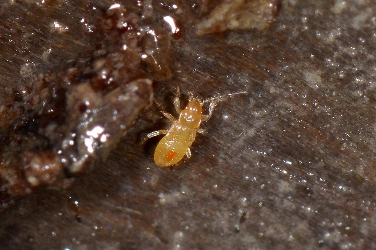 Dipsocoridae: Cryptostemma (Cryptostemma) sp.